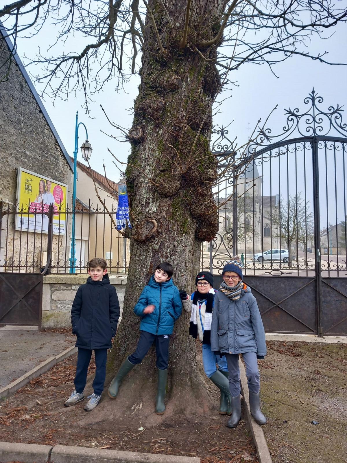 Un arbre, un panneau d'interprétation