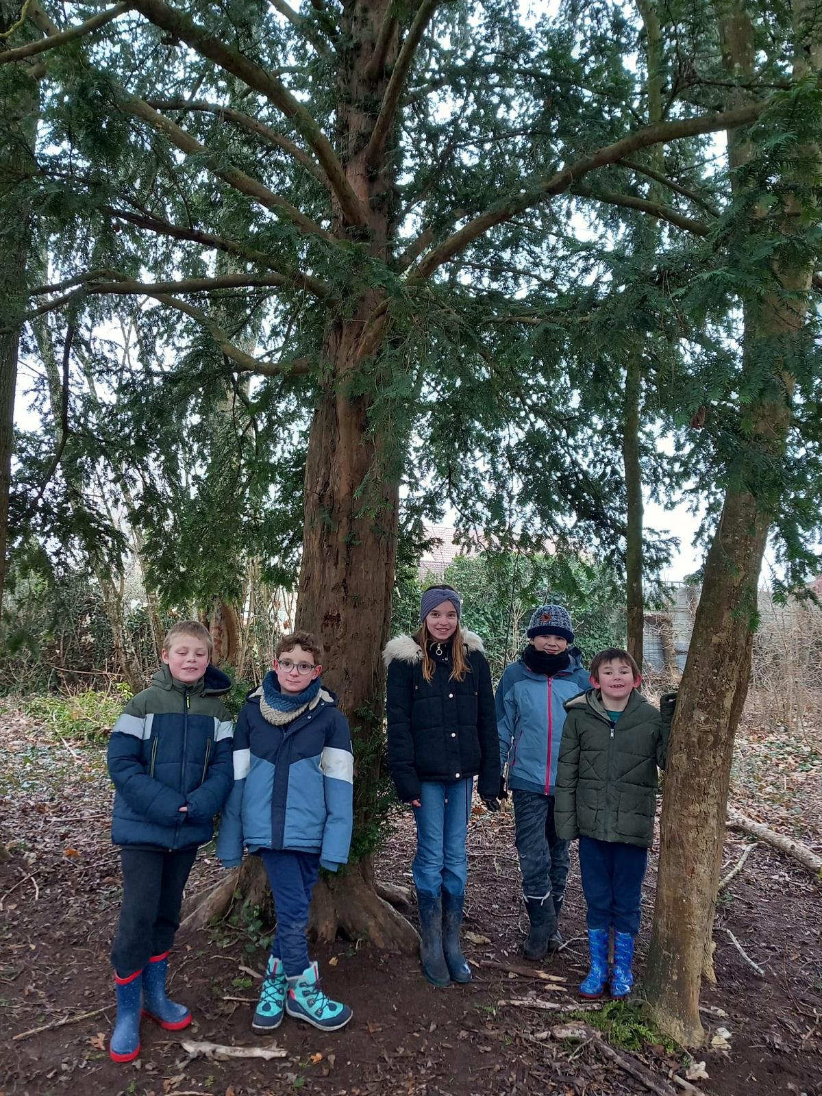 Un arbre, un panneau d'interprétation