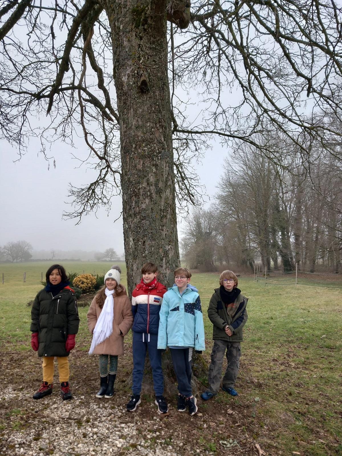 Un arbre, un panneau d'interprétation