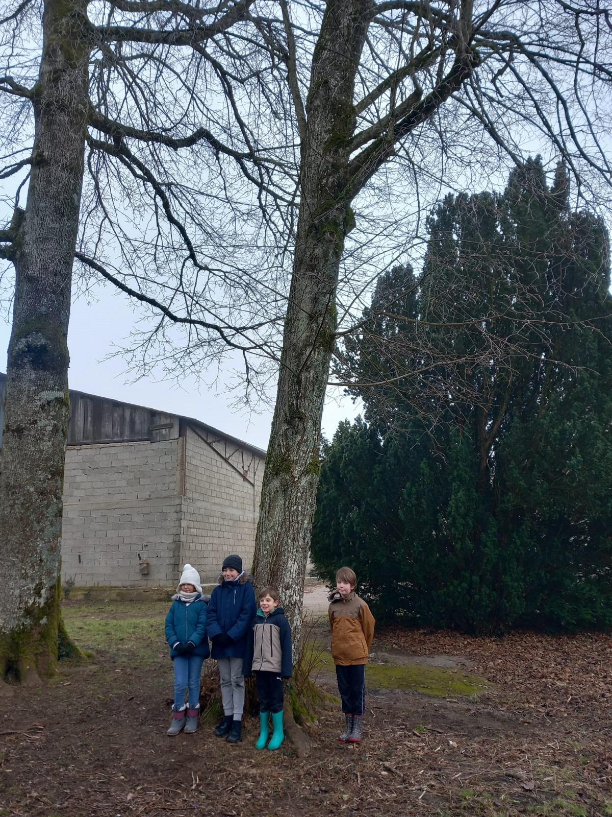 Un arbre, un panneau d'interprétation