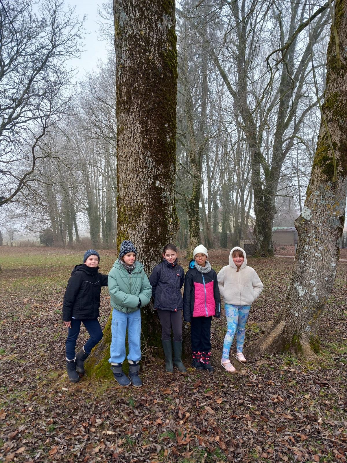 Un arbre, un panneau d'interprétation