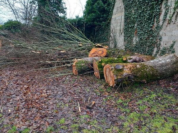 Les noyers sont coupés