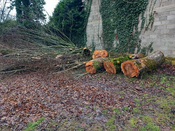 Les noyers sont coupés